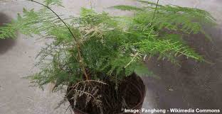 Check spelling or type a new query. Asparagus Plumosa Fern How To Care For Plumosa Fern Plumosus