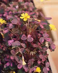 Mounded fine habit acts as a filler in mixed containers. Oxalis Plum Crazy A Very Southlands Nursery Vancouver Facebook
