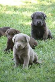 Find us by searching akc, yellow, white, labrador puppies for sale, english white. Silver Labradors Lab Puppies For Sale California Charcoal Labs Labradorsilver Silver Labrador Puppies Lab Puppies Labrador Retriever