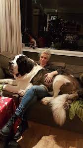 Big Dogs Who Will Forever Be Lapdogs
