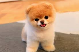 Du haut de ses 4 ans, freddy n'est pas un chien comme les autres. Boo Le Chien Aux 16 Millions De Followers Est Mort Geeko