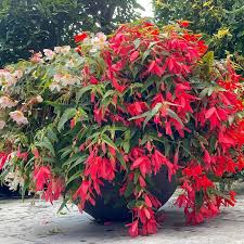 Image result for Begonia poculifera