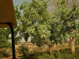 Image result for Combretum kraussii