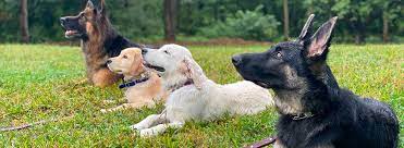 Check spelling or type a new query. Dog Training New York Best Puppy Service Dog Training In New York