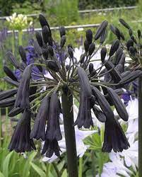 Agapanthus Black Magic Hayloft Agapanthus Plants Hardy Perennials