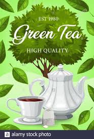 Green Tea Leaves Drink Cup Tea Bag And Pot Vector Poster Green Tea In Porcelain Teapot Teabags Brewing In Hot Drink Cup Natural Organic Tea Prod Stock Vector Image Art