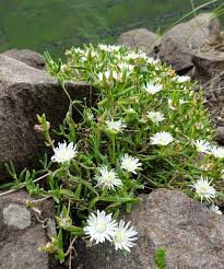 Image result for Xerophyta humilis