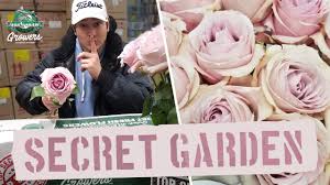 We did not find results for: Jftv Jet Fresh Flowers Growers Secret Garden Rose With Casey Youtube