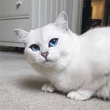 Dunyanin En Guzel Gozlu Kedisi Kediler Ve Yavrulari Cute Kittens Sevimli Kedi Yavrulari