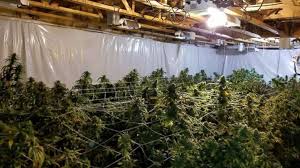 Adirondack basement systems provides professional basement waterproofing, crawl space repair we have grown, and continue to grow, as a leader in the basement waterproofing and foundation. Police Happen Upon 1 2 Million In Marijuana When Trying To Arrest Unrelated Suspect Abc News