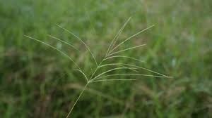 Image result for Digitaria seriata