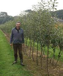 Has served all over the portland metro area since 1985. Half Standard Trained Fruit Trees For Sale