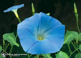 Morning Glory F E S Californian Flower Essence Self Heal Distributing