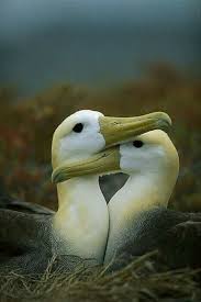 Waved Albatross Diomedea Irrorata Punta Cevallos Espanola Island Galapagos Islands Ecuador Hayvanlar Hayvan Evcil Hayvanlar