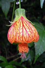 Hibiscus is a genus of flowering plants in the mallow family, malvaceae. Hibiscus Care Growing And Watering Advice Main Diseases And Pests