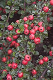 Image result for Cotoneaster