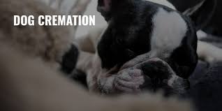 A veterinarian will answer you now! Dog Cremation Procedure Pros Cons Pricing Faq