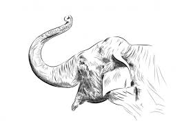 Sketsa gambar binatang gajah berikut ini tergolong gampang dan simpel sekali cocok untuk media cara menggambar gajah memakai pensil pun . Sketsa Gajah Stok Vektor Ilustrasi Sketsa Gajah Bebas Royalti Depositphotos