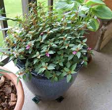 Image result for Impatiens zombensis