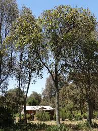 Image result for Dombeya torrida