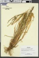 Image result for Echinochloa brevipedicellata
