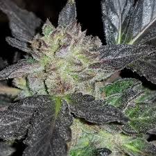Runtz strain, runtz weed, runtz, runtz packaging, runtz bags, runtz seeds. Runtz Cannabis Sorten Infos