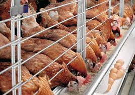 Ayam termasuk aves (hewan bersayap) yang telah didomestikasi oleh manusia untuk dimanfaatkan daging maupun telurnya. Pengertian Tujuan Biosecurity Peternakan Ayam Unggas Dll Muttaqin Id
