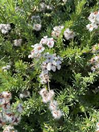 Image result for Eriocephalus