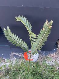 Image result for Encephalartos