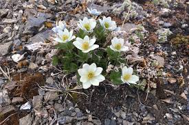 Image result for Vepris drummondii