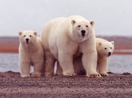 • vorstellung bear instinct fashion x lifestyle x fitness. Polar Bear Pictures Facts