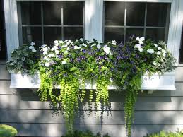 This plant likes full to part sun. Plant Ideas You Should Be Trying For Beautiful Window Boxes