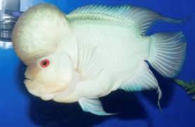 Kian hari, harga ikan louhan semakin menggila, terlebih kepopuleran sang ikan yang semakin banyak peminatnya, selain memiliki bentuk tubuh yang unik, louhan juga memiliki warna warna yang cerah dan menarik. Pin By Jakky Genova On Bial Aquarium Fish Freshwater Aquarium Fish Freshwater Aquarium