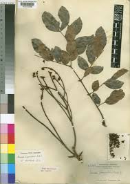 Image result for Bussea