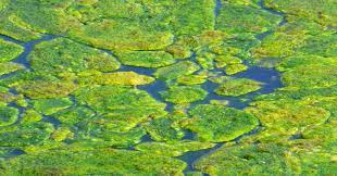 Green algae is productive and useful in the pond. Controlling Algae In Ponds And Water Gardens Fish Tank Advisor