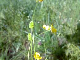 Image result for Ranunculus oreophytus