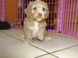 We use cocker spaniels for the mom's and poodles for the dads. Snuggly Cockapoo Puppies For Sale In Atlanta Georgia Ga At Puppies For Sale Local Breeders