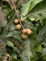 Image result for Aphanamixis