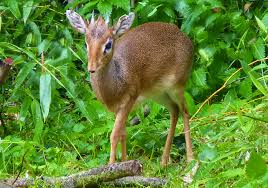 The two sexes are respectively 386 mm by 5.1 kg and 394 mm by 5.6 kg. Kirk S Dik Dik Zoo Des Sables D Olonne