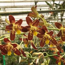 Image result for Eggelingia ligulifolia