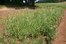 Brome grass, common name for any plant of the genus bromus, chiefly large, coarse grasses of a weedy nature; Silver Falls Seed Company Brome Alaska