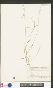 Image result for Kyllinga merxmuelleri