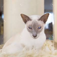 Gccf siamese and oriental cat judge, ross davies, introduces some of his favourite cats from the lilac point cat show. Adult Lilac Point Siamese Cat In Hanging Bed Stock Photo Picture And Royalty Free Image Image 77847502