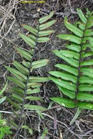 Image result for Trichomanes crispiforme