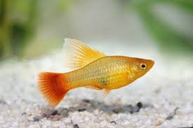 How big do goldfish get in a 10 gallon tank. How Many Platies Can There Be In A 3 10 15 20 25 Or 30 Gallon Tank