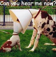 Pets At Home La Machine A Habiter Funny Animal Pictures Funny Animals Animals