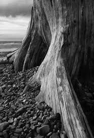 Black And White Landscape Photography Nature Oregon Collection Clyde Butcher Black White Fine Art Photography Black And White Landscape Landscape Photography Large Format Photography