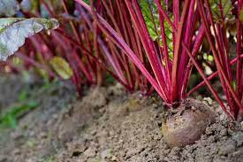 How to grow beets in a garden. How To Plant And Grow Beets