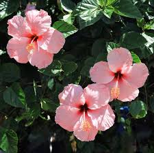 Everywhere I Look Flinnersinuruguay Flower Aesthetic Hibiscus Flowers Pretty Flowers