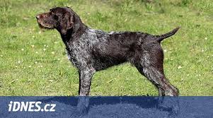 Image result for německý ohař drátosrstý stavba těla